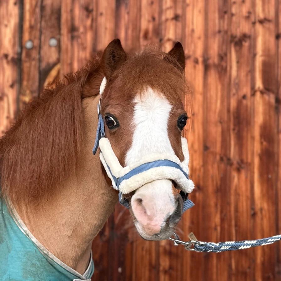 Reiterhof Hueb - Max