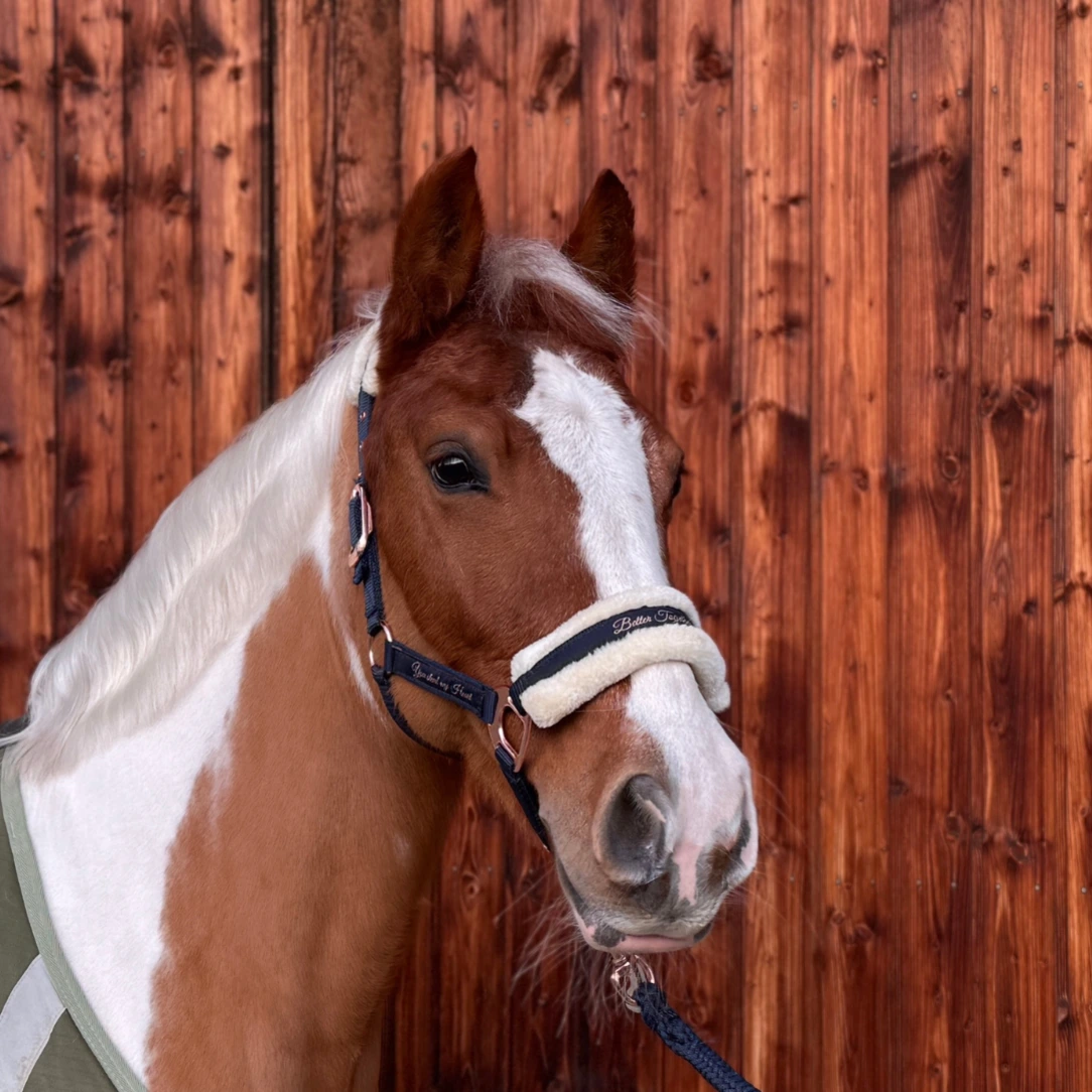 Reiterhof Hueb - Panni