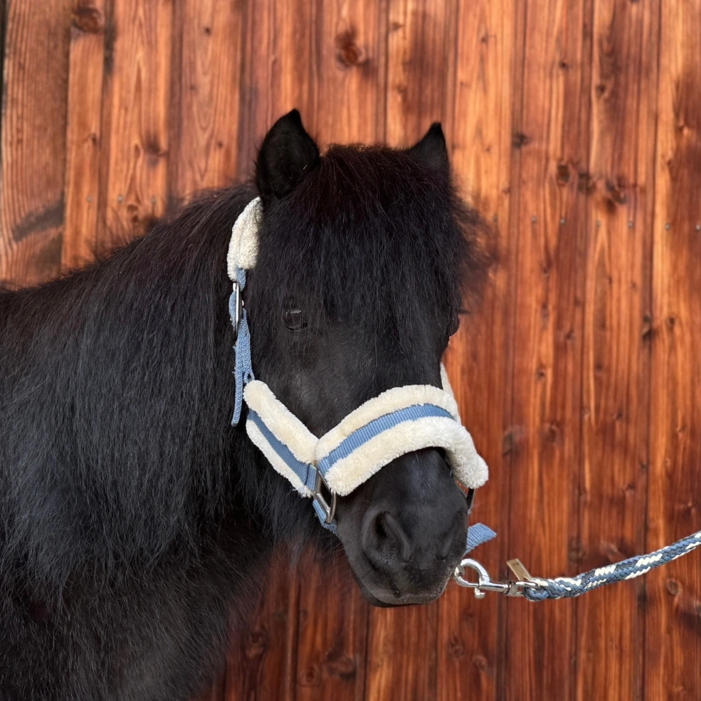 Reiterhof Hueb - Joy