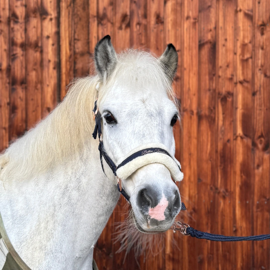 Reiterhof Hueb - Lex