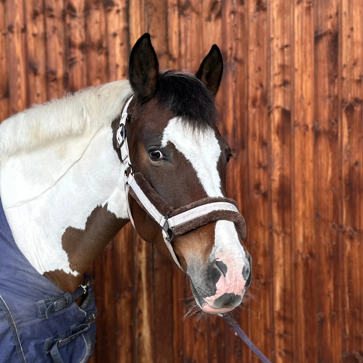 Reiterhof Hueb - Luna