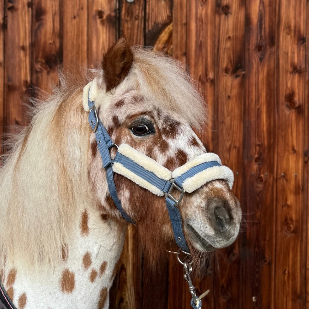 Reiterhof Hueb - Nelson