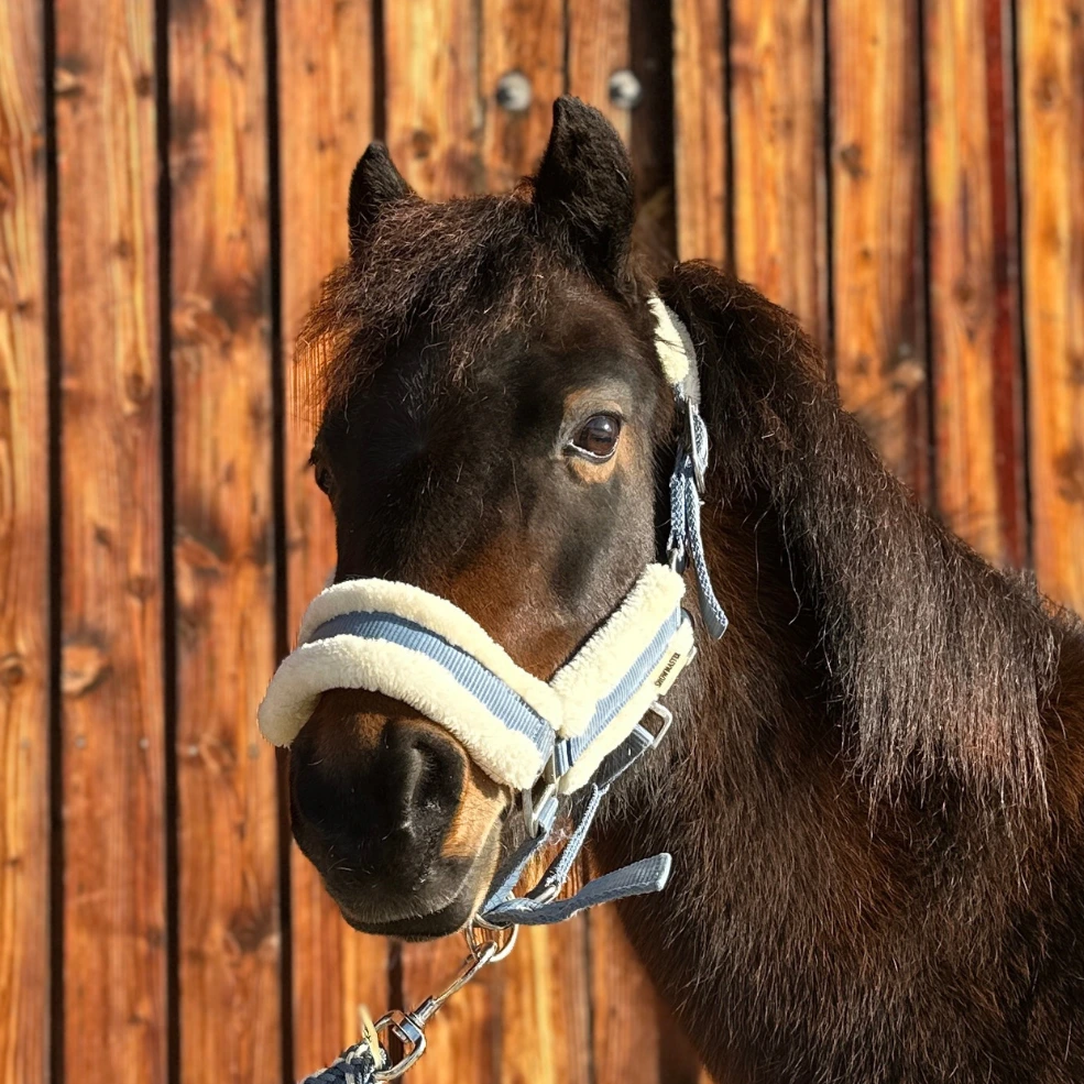 Reiterhof Hueb - Ivi