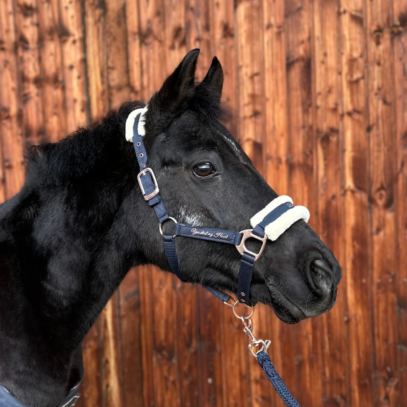 Reiterhof Hueb - Oli