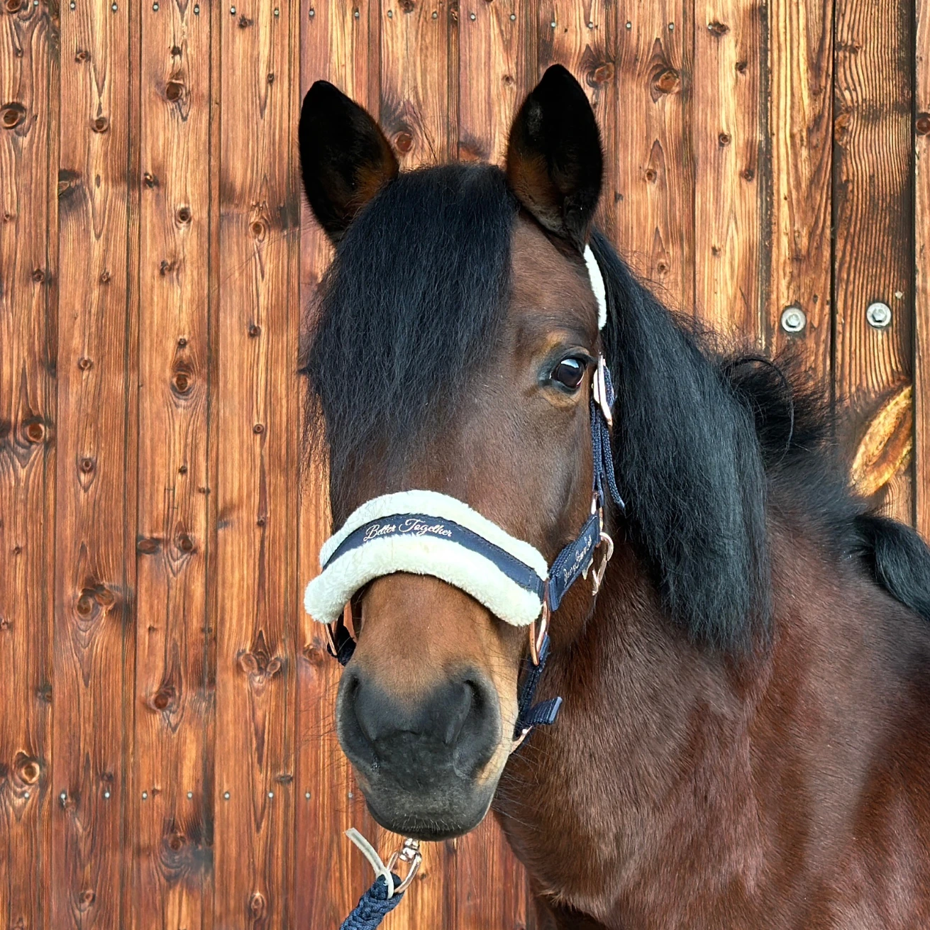 Reiterhof Hueb - Bella