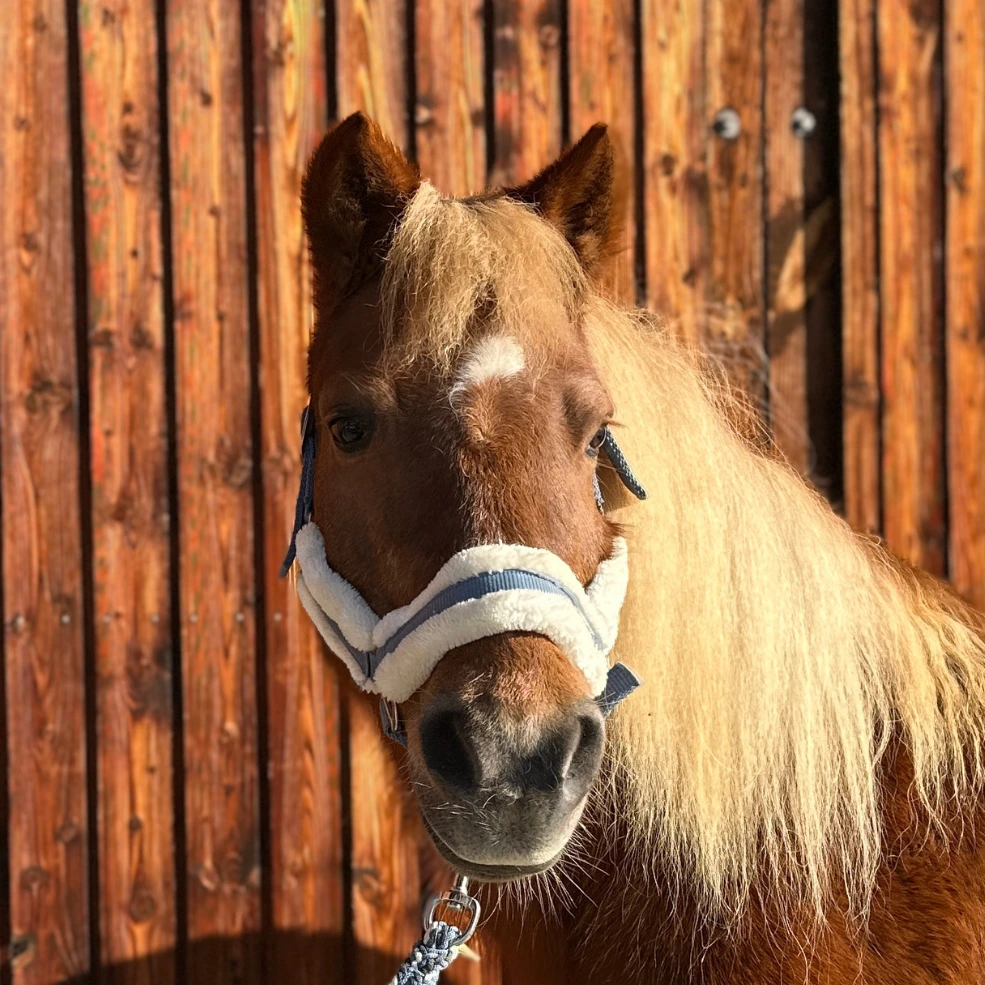 Reiterhof Hueb - Anuschka