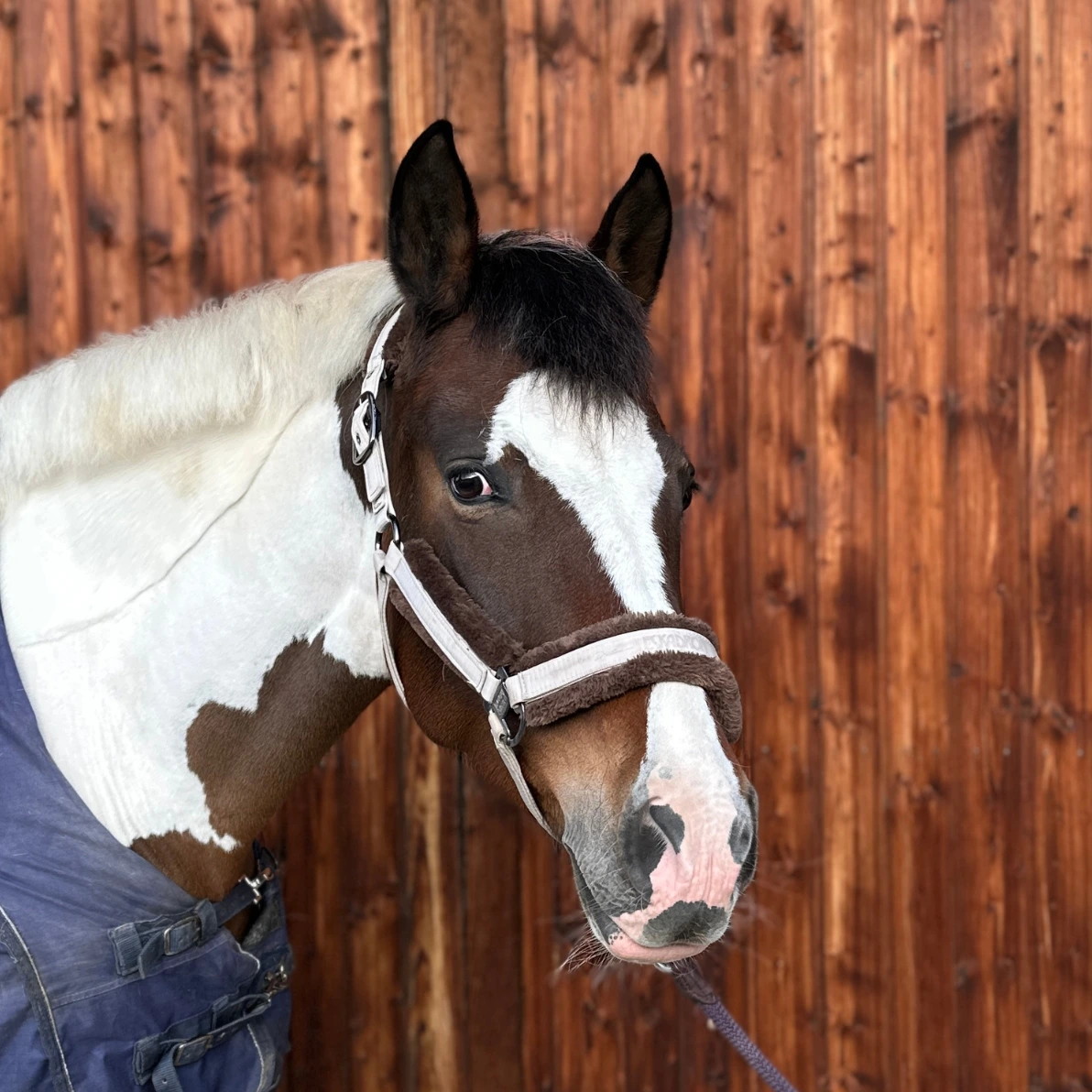 Reiterhof Hueb - Luna