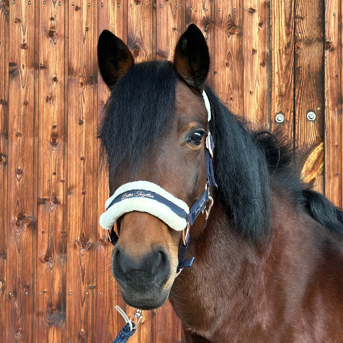 Reiterhof Hueb - Bella