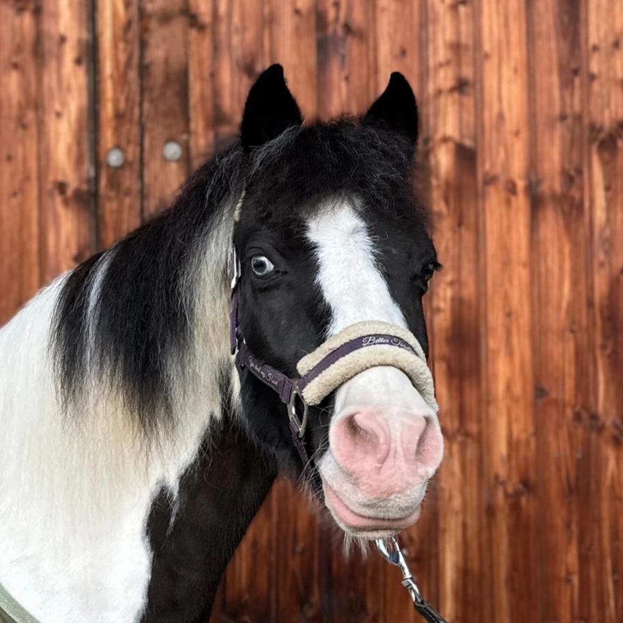 Reiterhof Hueb - Sisco