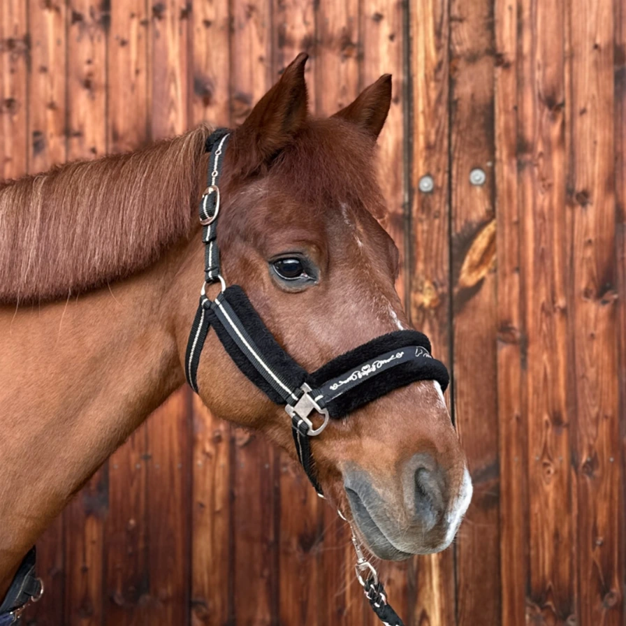 Reiterhof Hueb - Karel