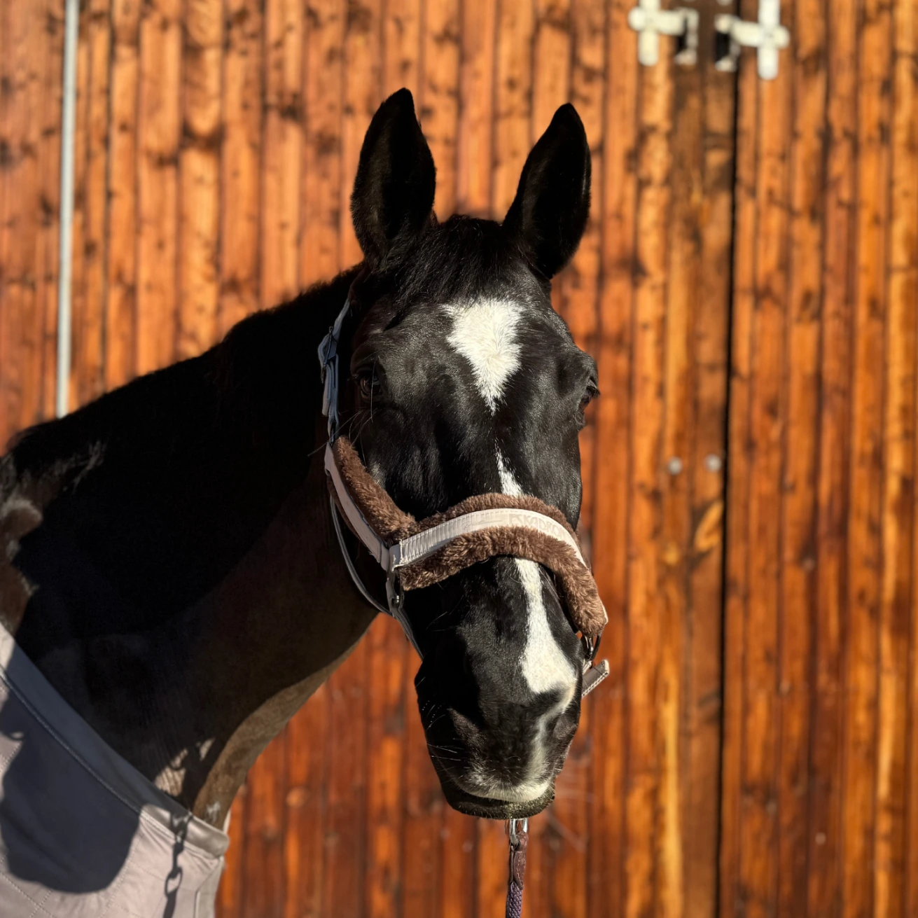 Reiterhof Hueb - Dreamy