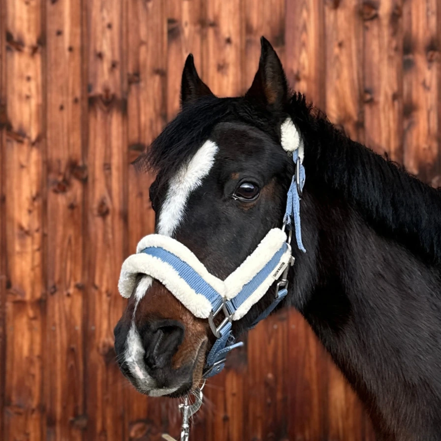 Reiterhof Hueb - Aischa