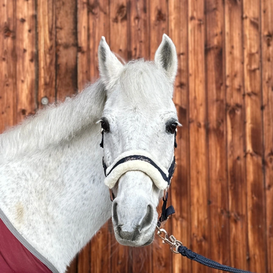 Reiterhof Hueb - Shamir