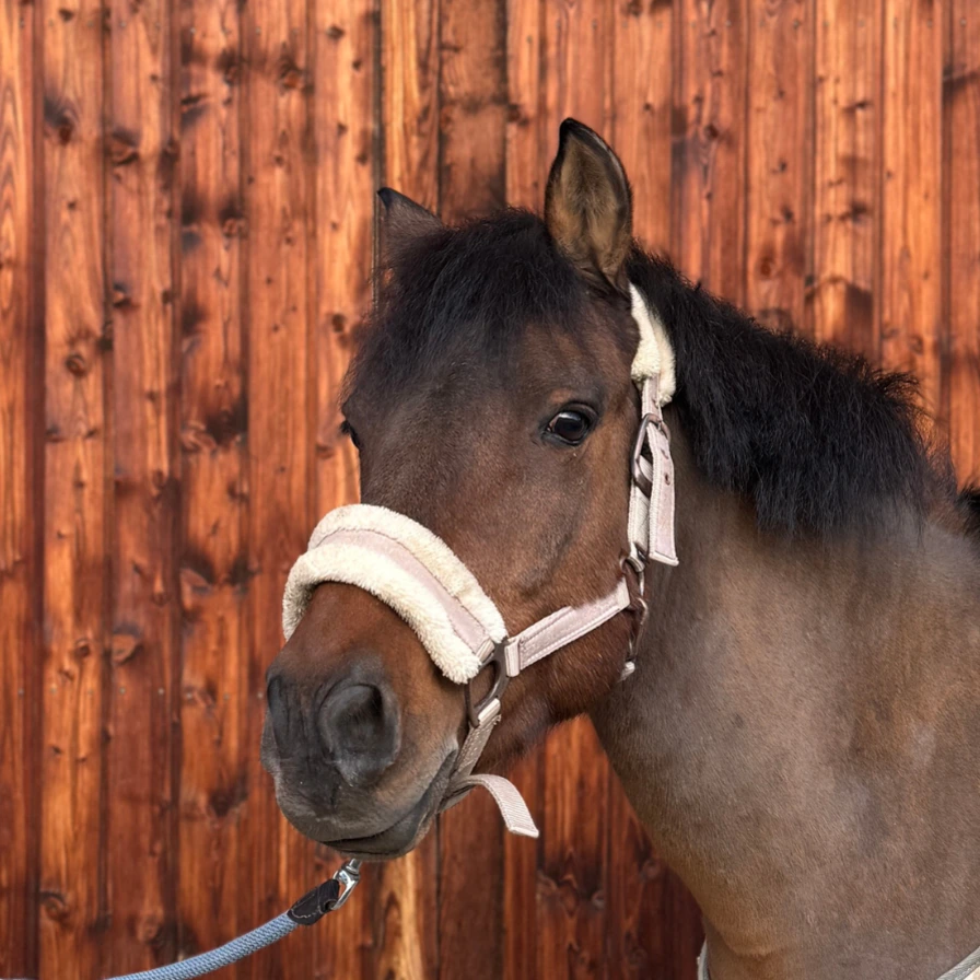 Reiterhof Hueb - Oušor