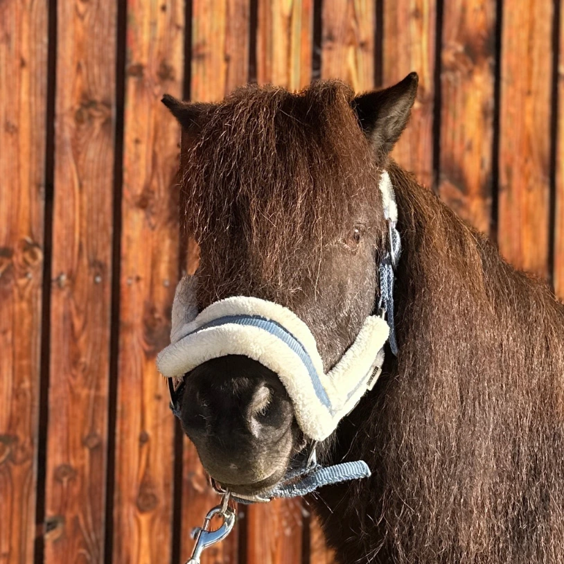 Reiterhof Hueb - Charli