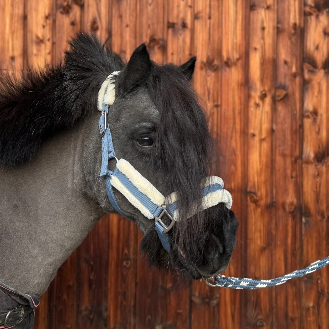 Reiterhof Hueb - Bri