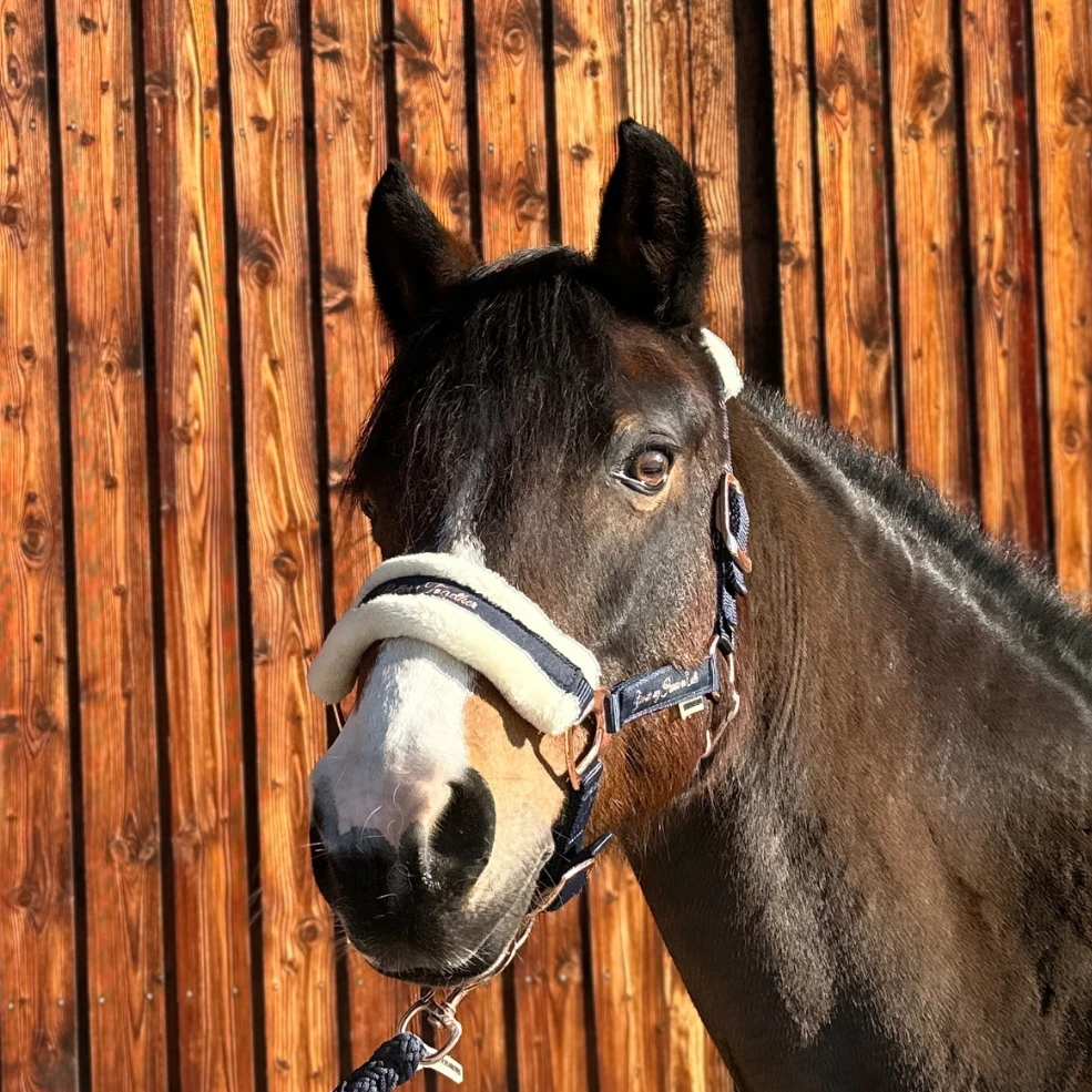 Reiterhof Hueb - Ronya