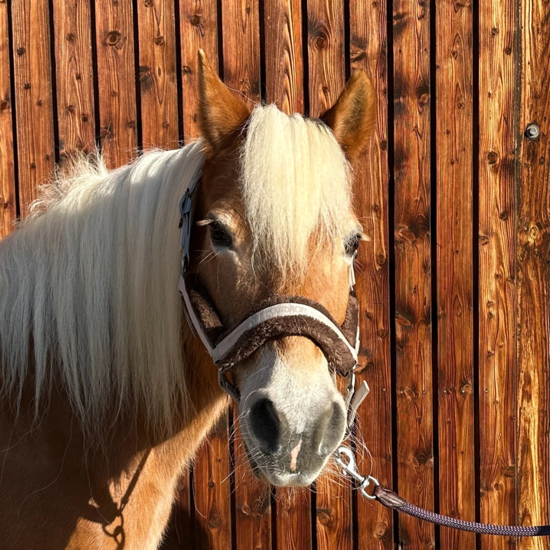 Reiterhof Hueb - Celina