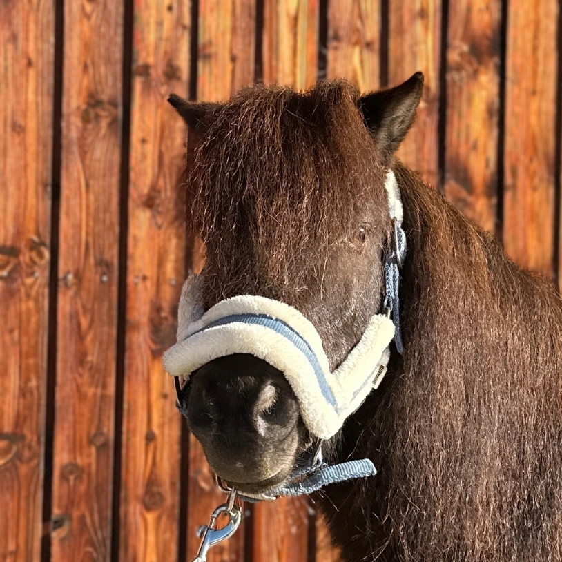 Reiterhof Hueb - Charli